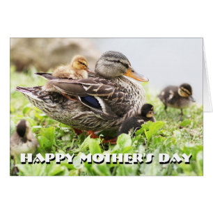 Cartão Pato selvagem fêmea cercado por patinhos