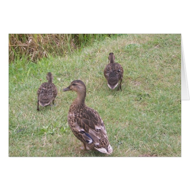 Cartão patos (Frente horizontal)