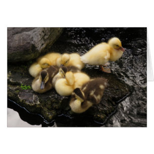 Cartão Patos
