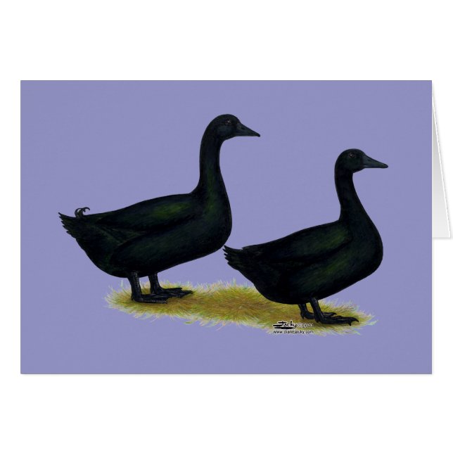 Cartão Patos: Black Cayugas (Frente horizontal)