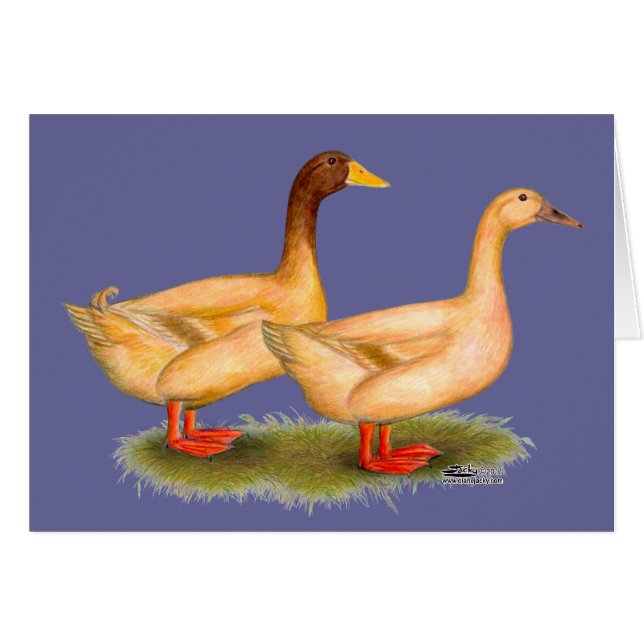 Cartão Patos: Buff Orpington (Frente horizontal)