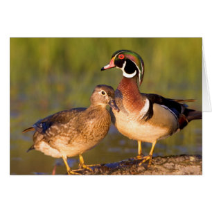 Cartão Patos-carolino e fêmea em tronco em área úmida