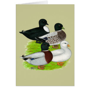 Cartão Patos: Chamar quarteto