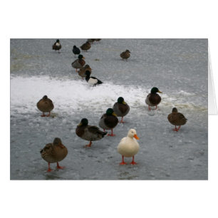 Cartão Patos com gelo