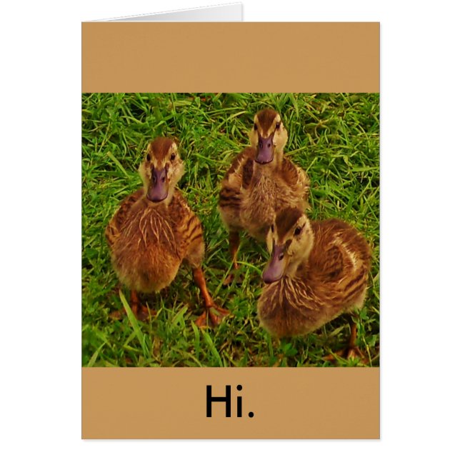 Cartão Patos Curiosos (Frente)