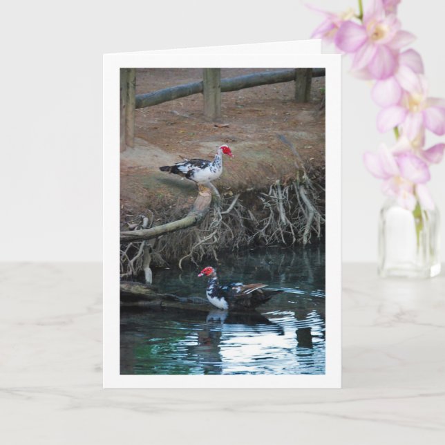 Cartão Patos de Moscóvia retrato no lago (Orquídea)