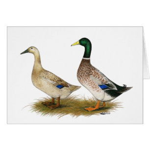 Cartão Patos: Harlequin de prata de Galês