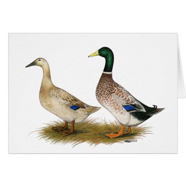 Cartão Patos:  Harlequin de prata de Galês (Frente Horizontal)