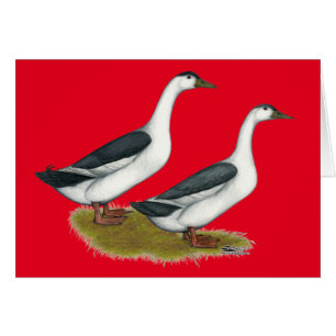 Cartão Patos:  Magpies azuis