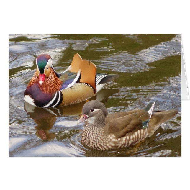 Cartão Patos Mandarin (Frente Horizontal)