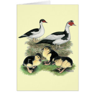 Cartão Patos Muscovy de Pé Preto Família