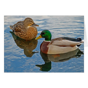 Cartão Patos selvagens masculinos e fêmeas