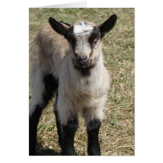 Cartão Patti (Frente)