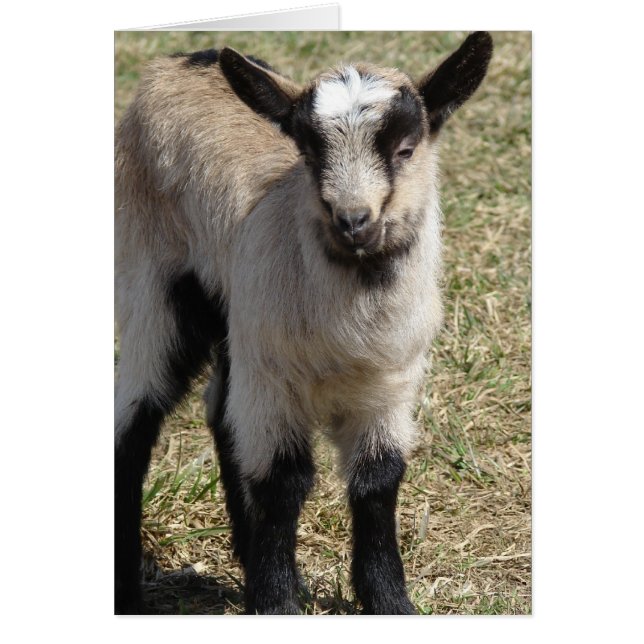 Cartão Patti (Frente)