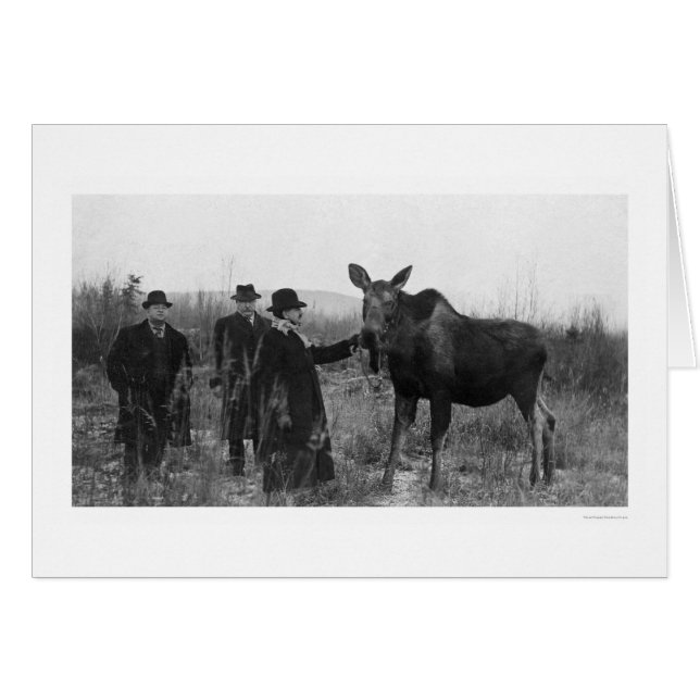Cartão Patting a Moose Photo 1921 (Frente Horizontal)