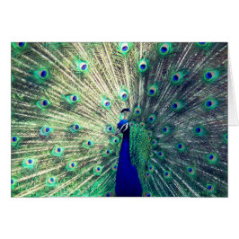 Cartão Pavão azul indiano