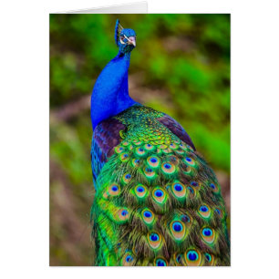 Cartão Pavão azul indiano