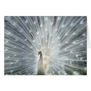 Cartão Pavão azul indiano branco raro