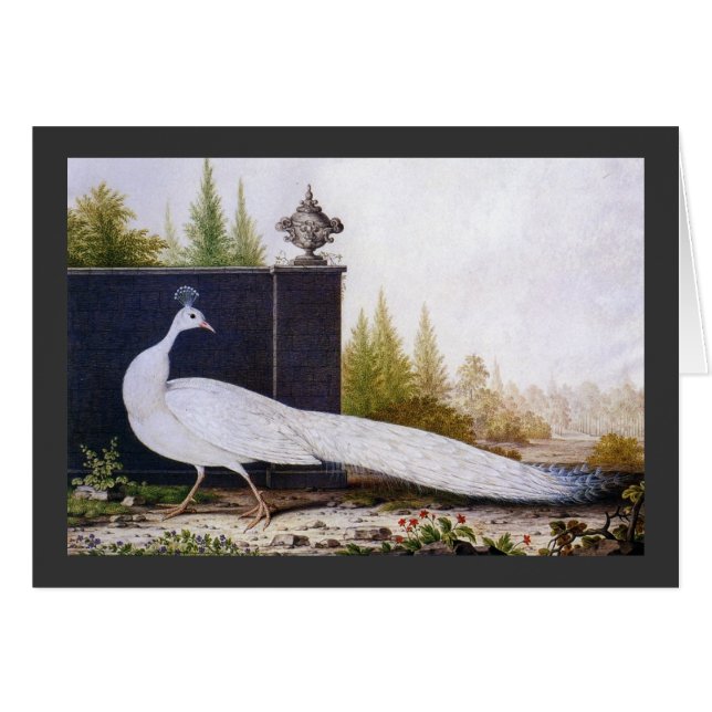 Cartão Pavão Branco (Frente Horizontal)
