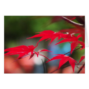 Cartão Paz das folhas