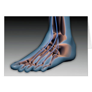 Cartão Pé Humana com Sistema Nervoso 1