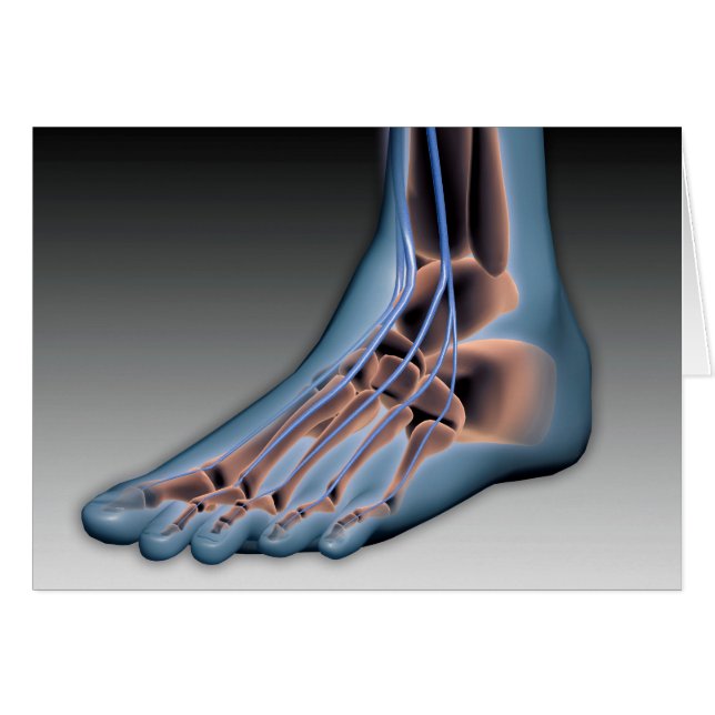 Cartão Pé Humana com Sistema Nervoso 1 (Frente Horizontal)