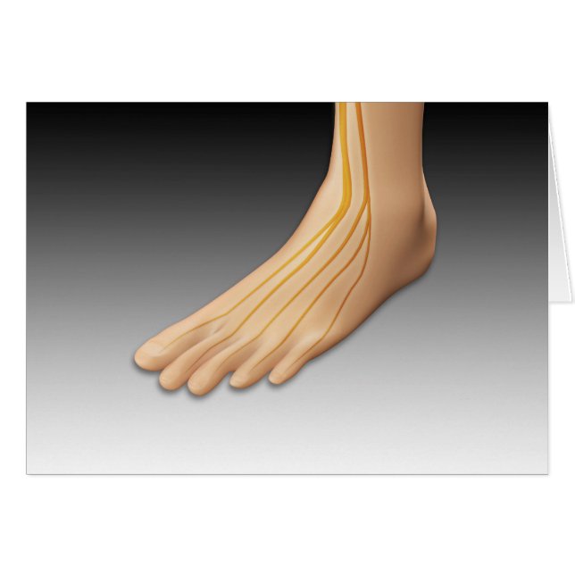 Cartão Pé Humana com Sistema Nervoso 2 (Frente Horizontal)