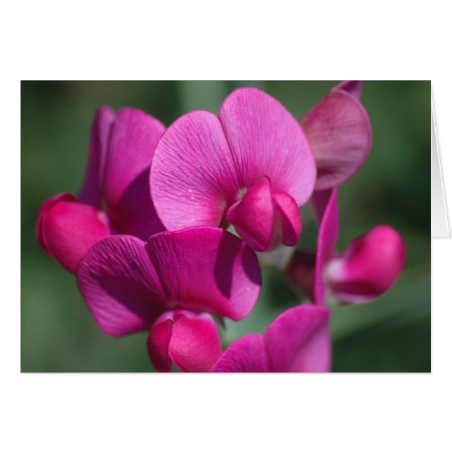 Cartão Pea Blossoms (Frente Horizontal)