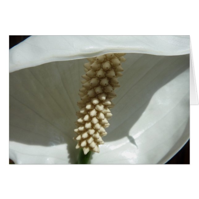 Cartão Peace Lily Elegant White Floral (Frente Horizontal)