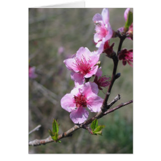 Cartão Peach Blossom
