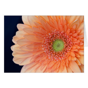 Cartão Peach Gerbera