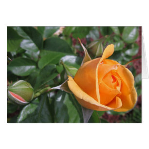 Cartão Peach Rosebud