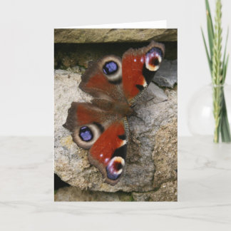 Cartão Peacock Butterfly, Inglaterra