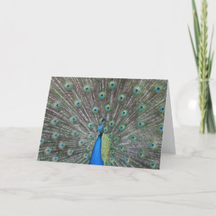 Cartão Peacock Greeting Card