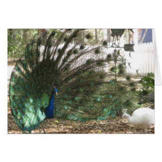 Cartão Peacock Malea e Albino Peahen Birds