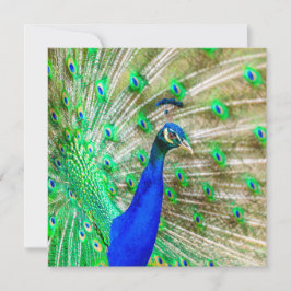 Cartão Peacock Plumage