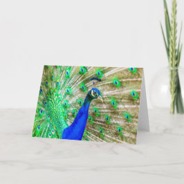 Cartão Peacock Plumage