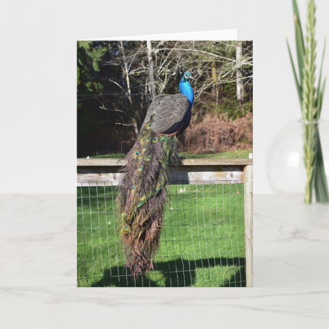 Cartão Peacock Preening na cerca (Frente)
