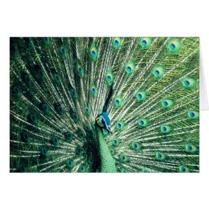 Cartão Peacock Strut