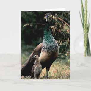 Cartão Peacocks