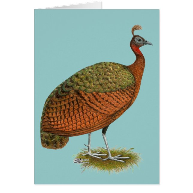 Cartão Peafowl do Congo (Frente)