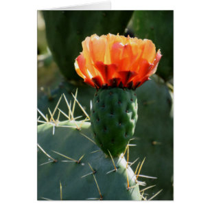 Cartão Pear Cactus Prickly