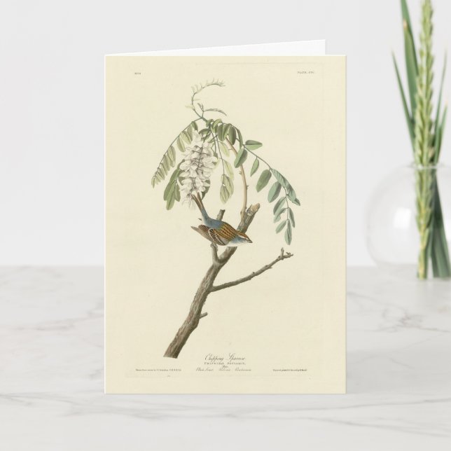 Cartão Peça-pitada das Aves da América de Audubon (Frente)