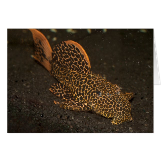 Cartão Peckoltia Compta (Frente horizontal)