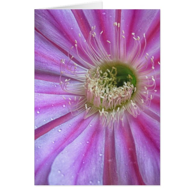 Cartão Pedaço de bolo liso (Frente)