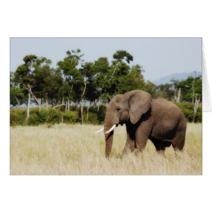 Cartão Pedra de Masai Mara Plains de elefante, no Quênia