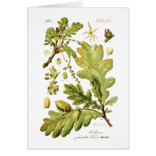 Cartão Pedunculata do Quercus (carvalho inglês)