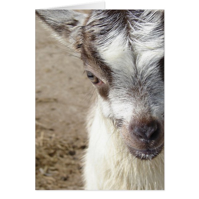 Cartão Peek-A-Boo (Frente)