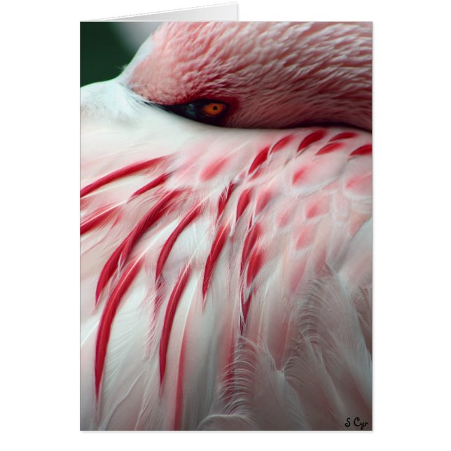 Cartão Peek a Boo (Frente)