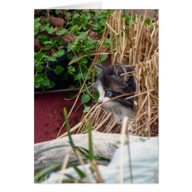 Cartão Peek-a-Boo (Frente)